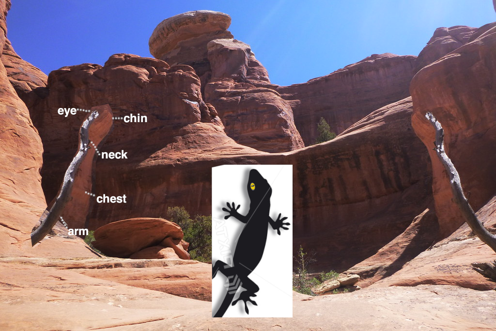 [Image: gecko.PNG]