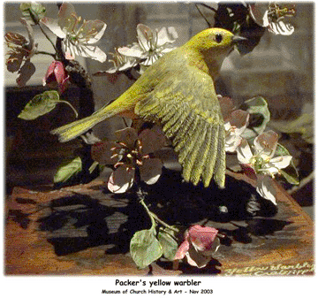 Boyd K Packer yellow warbler.
