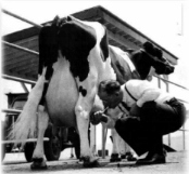 Ezra Taft Benson milking cow - milk before meat.