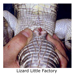 Lizard Little Factory.